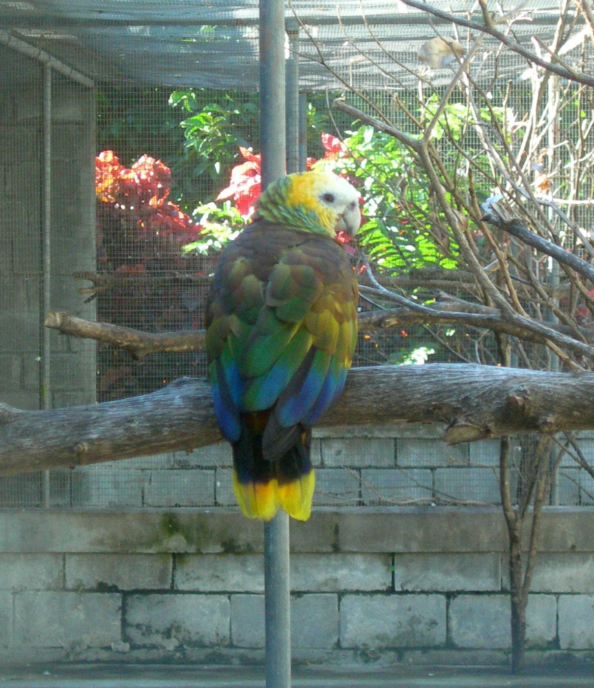 Amazoňan kráľovský - Amazona guildingii
